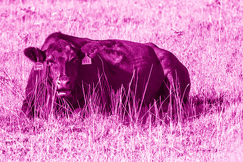 Open Mouthed Cow Resting On Grass (Pink Shade)