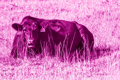 Open Mouthed Cow Resting On Grass (Pink Shade Photo)