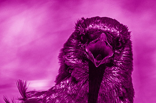 Open Mouthed Crow Screaming Among Wind (Pink Shade Photo)