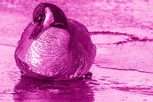 Open Mouthed Goose Laying Atop Ice Frozen River (Pink Shade Photo)