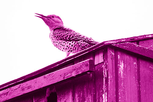 Open Mouthed Northern Flicker Woodpecker (Pink Shade Photo)