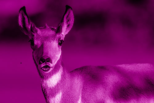 Open Mouthed Pronghorn Gazes In Shock (Pink Shade)