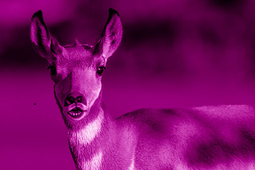 Open Mouthed Pronghorn Gazes In Shock (Pink Shade Photo)