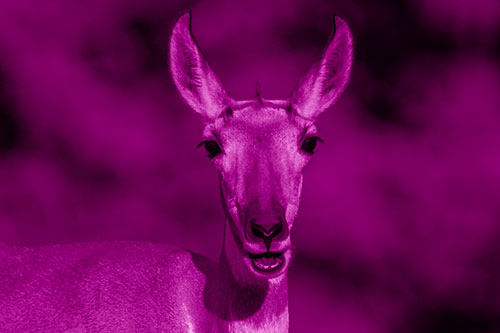 Open Mouthed Pronghorn Spots Intruder (Pink Shade Photo)
