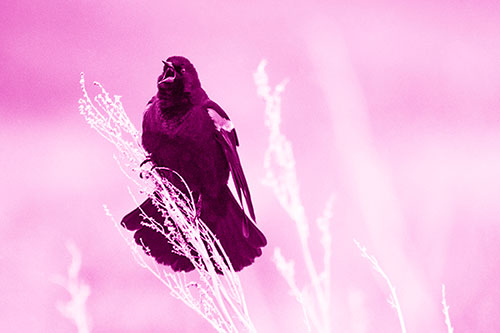 Open Mouthed Red Winged Blackbird Chirping Aggressively (Pink Shade Photo)