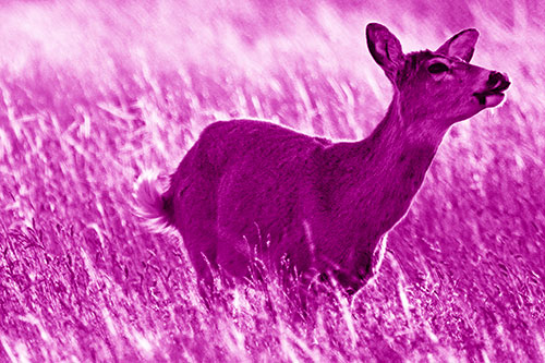 Open Mouthed White Tailed Deer Among Wheatgrass (Pink Shade Photo)