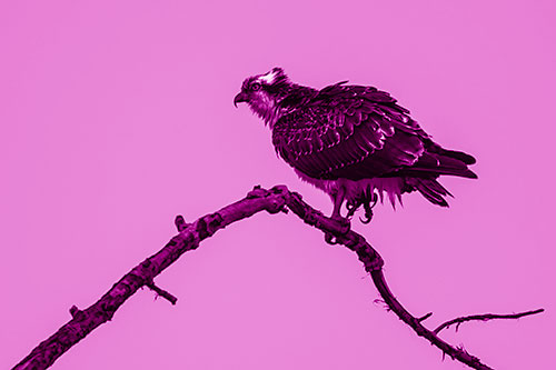 Osprey Hawk Balancing Among Bending Tree Branch (Pink Shade)