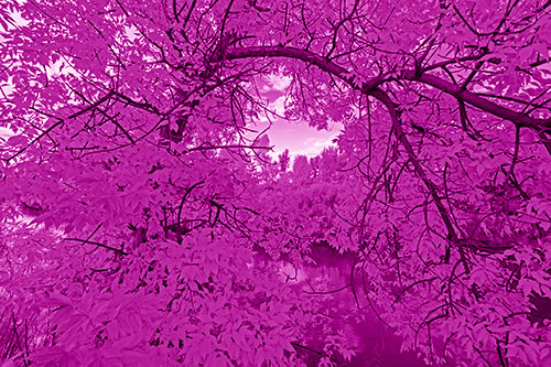 Overlooking River Through Bending Leaf Covered Autumn Tree Branch (Pink Shade)
