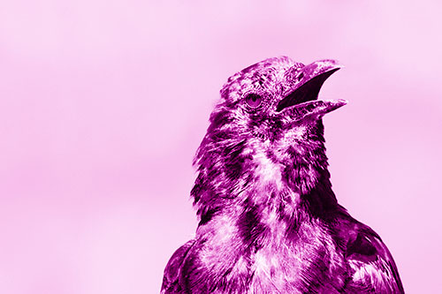 Panting Open Mouthed Crow Cooling Down Among Heat (Pink Shade)