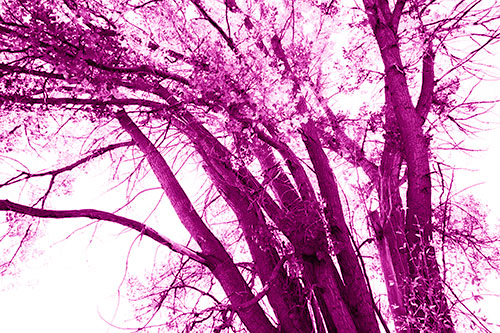 Partially Dead Fall Tree Trunks (Pink Shade Photo)