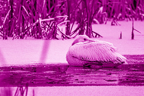 Pelican Resting Atop Ice Frozen Lake (Pink Shade Photo)