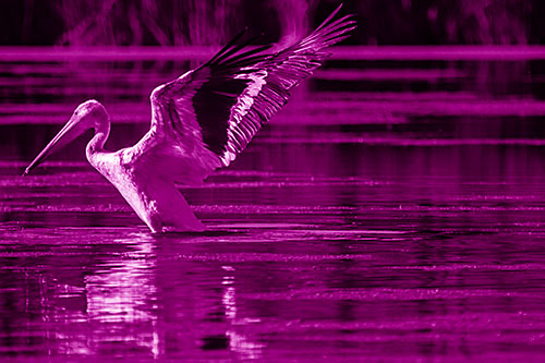 Pelican Takes Flight Off Lake Water (Pink Shade Photo)