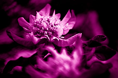 Peony Flower In Motion (Pink Shade Photo)