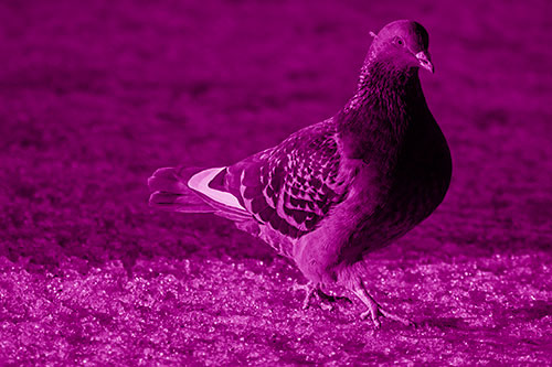 Pigeon Crosses Shadow Covered River Ice (Pink Shade Photo)