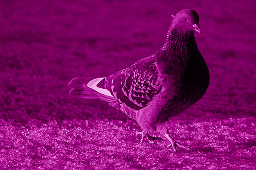 Pigeon Crosses Shadow Covered River Ice (Pink Shade)