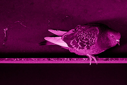 Pigeon Crouching On Steel Beam (Pink Shade Photo)