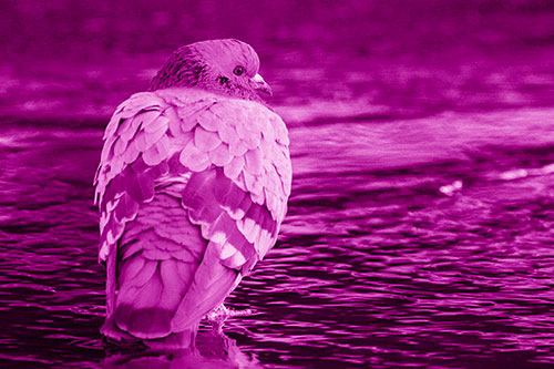 Pigeon Glancing Backwards Among River Water (Pink Shade Photo)