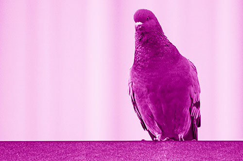 Pigeon Keeping Watch Atop Metal Roof Ledge (Pink Shade Photo)