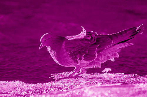 Pigeon Peeking Over Frozen River Ice Edge (Pink Shade Photo)