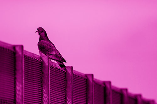 Pigeon Standing Atop Steel Guardrail (Pink Shade Photo)