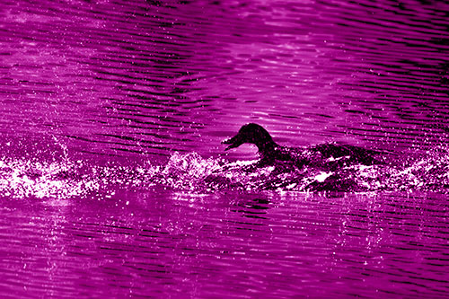 Playful Mallard Duck Gets Splashed Among Lake Horizon (Pink Shade)