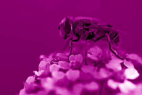 Pollen Covered Hoverfly Standing Atop Flower Petals (Pink Shade Photo)
