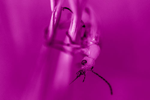 Pollen Faced Blister Beetle Hangs Onto Plant Stem (Pink Shade)