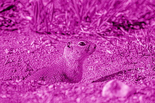 Prairie Dog Emerges From Dirt Tunnel (Pink Shade)