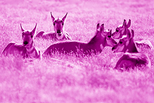 Pronghorn Herd Rest Among Grass (Pink Shade Photo)