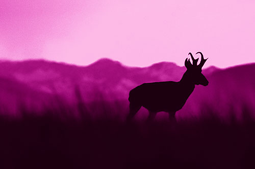 Pronghorn Silhouette Across Mountain Range (Pink Shade Photo)