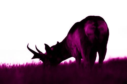 Pronghorn Silhouette Eating Grass (Pink Shade Photo)
