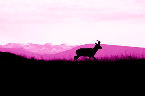 Pronghorn Silhouette On The Prowl (Pink Shade Photo)