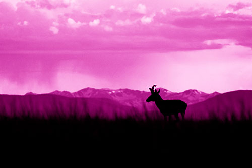 Pronghorn Silhouette Overtakes Stormy Mountain Range (Pink Shade Photo)