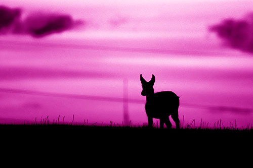 Pronghorn Silhouette Watches Sunset Atop Grassy Hill (Pink Shade Photo)