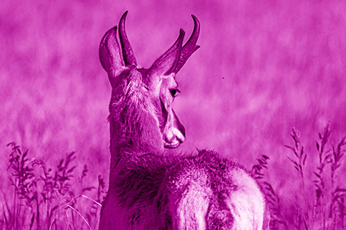 Pronghorn Watching Annoying Fly Buzzing Around (Pink Shade)
