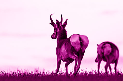 Pronghorns Begin Sprinting Towards Herd (Pink Shade Photo)