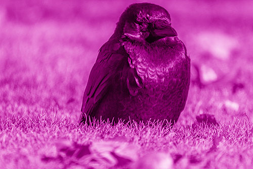 Puffy Crow Standing Guard Among Leaf Covered Grass (Pink Shade Photo)