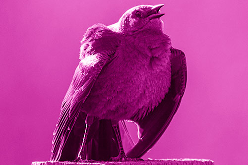 Puffy Female Grackle Croaking Atop Wooden Fence Post (Pink Shade Photo)