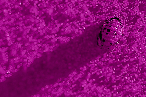 Pupa Convergent Lady Beetle Casts Shadow Among Sparkles (Pink Shade Photo)