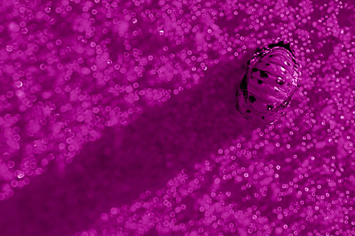 Pupa Convergent Lady Beetle Casts Shadow Among Sparkles (Pink Shade)