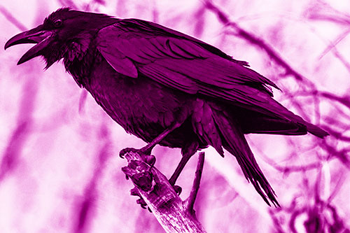 Raven Croaking Among Tree Branches (Pink Shade Photo)