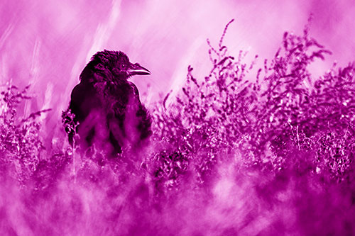 Raven Glancing Sideways Among Plants (Pink Shade Photo)
