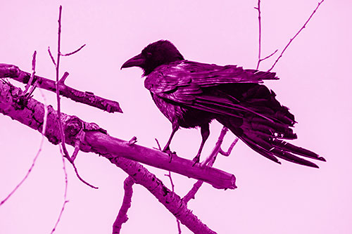 Raven Grips Onto Broken Tree Branch (Pink Shade Photo)