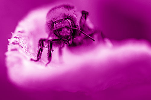 Red Belted Bumble Bee Crawling Flower Petal Edge (Pink Shade)