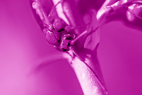 Red Wasp Crawling Down Flower Stem (Pink Shade Photo)