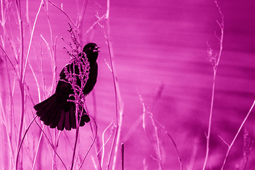 Red Winged Blackbird Chirping From Plant Top (Pink Shade Photo)