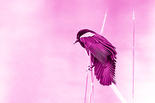 Red Winged Blackbird Clasping Onto Sticks (Pink Shade Photo)