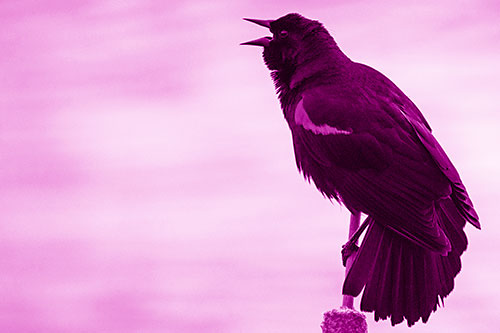 Red Winged Blackbird Singing Atop Cattail Branch (Pink Shade)