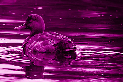 Redhead Duck Floating Atop Lake Water (Pink Shade Photo)
