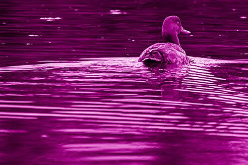 Redhead Duck Swimming Across Water (Pink Shade Photo)